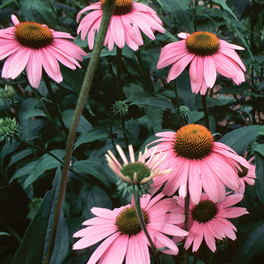 Native plant echinacea purpurea